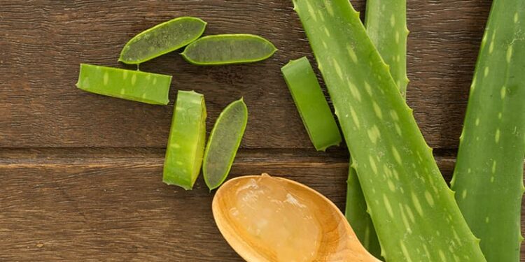 Aloe Vera