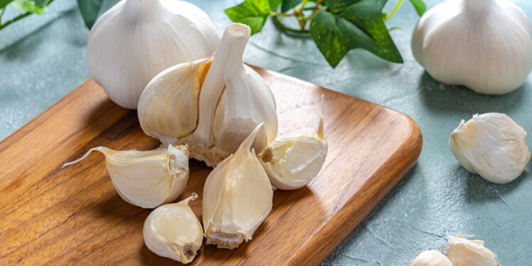 Garlic