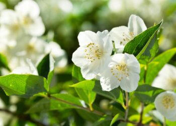 Top things about Jasmine flower that you must learn