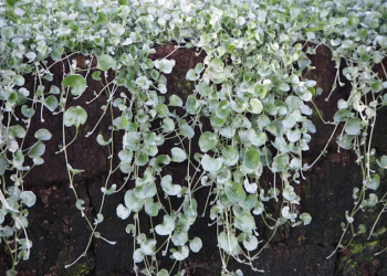 dichondra silver falls