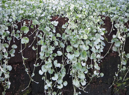 dichondra silver falls