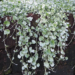 dichondra silver falls