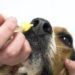 Home Treatments And Do’s And Dont’s For Kennel Cough