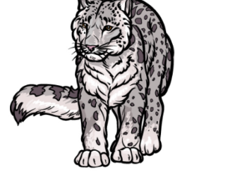 How to Draw a Snow Leopard