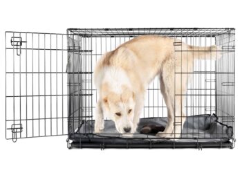dog cage