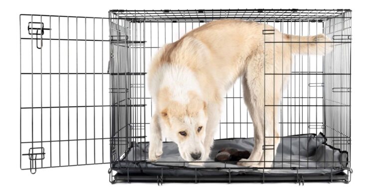 dog cage