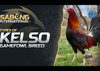 Sabong International Explained: Culture, Controversy, and What People Get Wrong