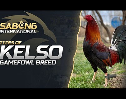 Sabong International Explained: Culture, Controversy, and What People Get Wrong